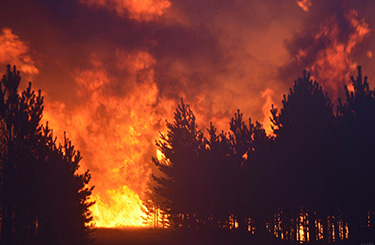 Forest-fire